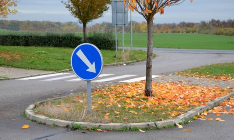 What Are Signs of a Dying or Dangerous Tree?